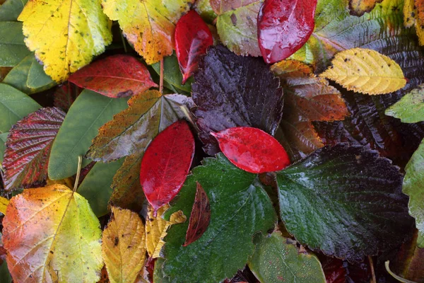 Gros Plan Des Feuilles Automne Contexte Texturé — Photo