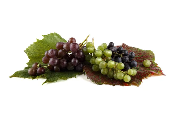 Winogrona Produkcji Wina Czarnego Białego — Zdjęcie stockowe
