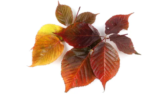 Herfst Bladeren Van Bramen Witte Achtergrond — Stockfoto