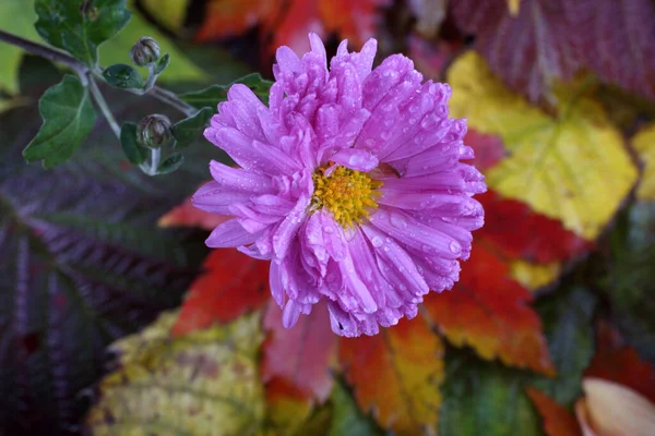 Zbliżenie Niesamowite Kwitnące Kwiaty — Zdjęcie stockowe
