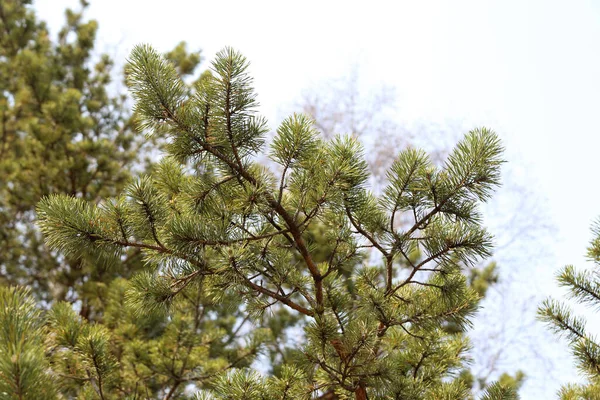 Close Young Spring Leaves Tree — Stock Photo, Image