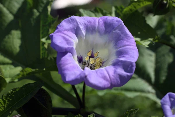 Lähikuva Hämmästyttävä Kukkivat Kukat — kuvapankkivalokuva