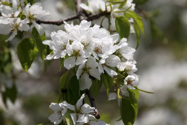 Pear Blossom Beautiful White Flowers — Stock Photo, Image