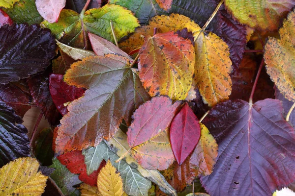 Nahaufnahme Von Herbstblättern Texturierter Hintergrund — Stockfoto