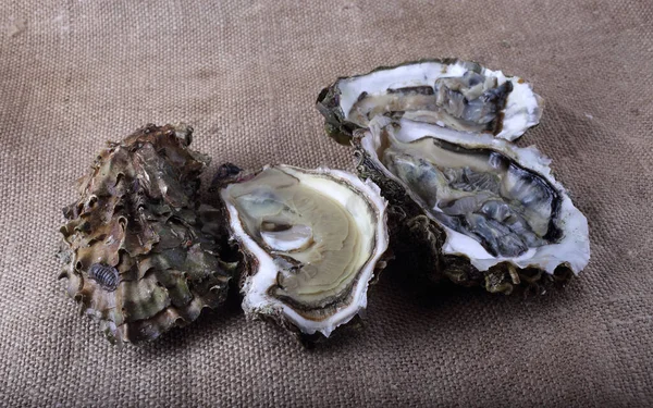 Geöffnete Austern Auf Absackung — Stockfoto