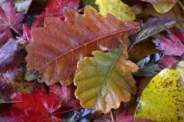 Närbild Fallna Höstlöv — Stockfoto