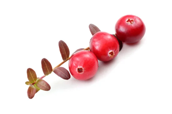 Tutup Dari Cranberry Asam Segar — Stok Foto