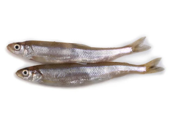 Aziatische Smelt Vis Geïsoleerd Wit — Stockfoto