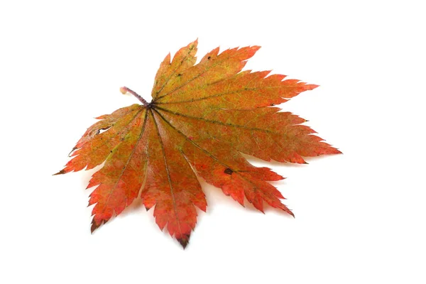 Herfst Esdoorn Bladeren Geïsoleerd Witte Achtergrond — Stockfoto