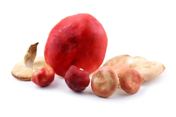 Champignons Russula Isolés Sur Blanc — Photo