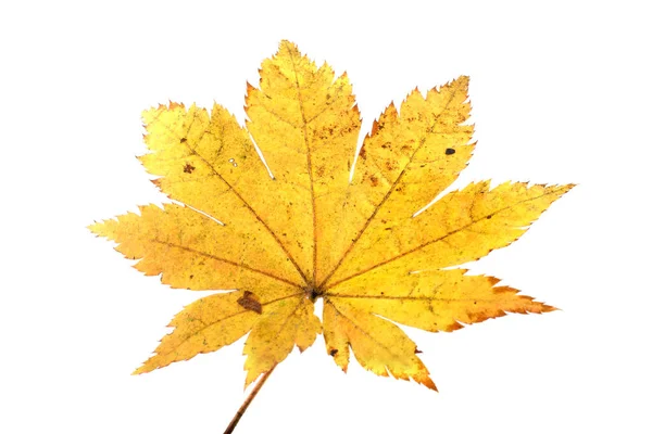 Herfst Bladeren Geïsoleerd Witte Achtergrond — Stockfoto