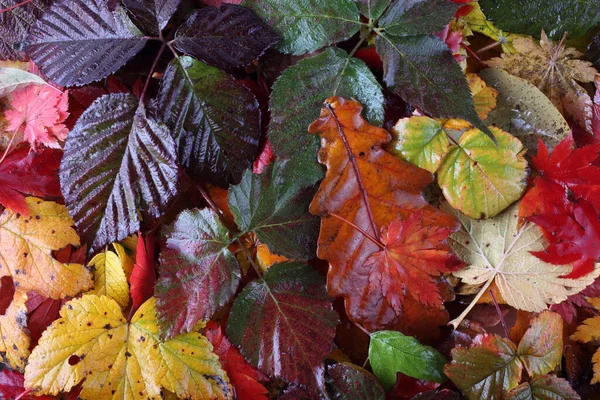 Gros Plan Des Feuilles Automne Tombées — Photo