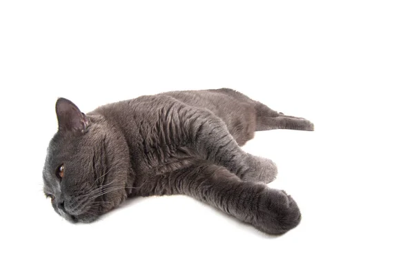 Gato Británico Aislado Sobre Fondo Blanco — Foto de Stock