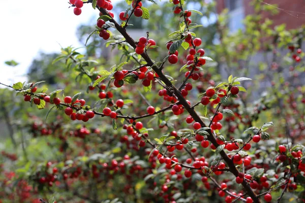 Growing Nanking Cherry Far Eastern Delicacy — Stock Photo, Image