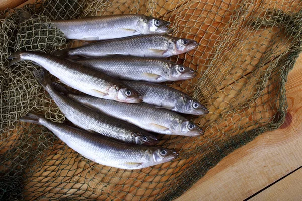 Big Pacific Smelt Peixes Rede Osmerus Mordax — Fotografia de Stock