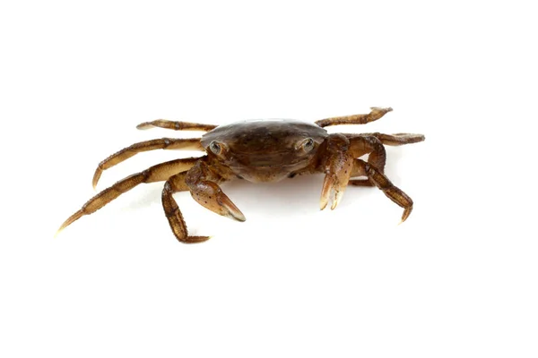 Petit Crabe Isolé Sur Blanc — Photo