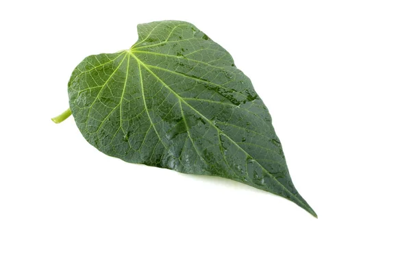 Feuille Patate Douce Isolée Sur Blanc — Photo