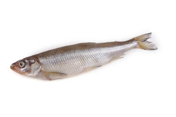 Smältfisk Isolerad Vitt — Stockfoto