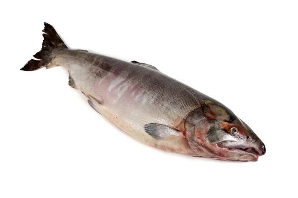 Chum Salmon Isolated White Silverbrite Salmon Dog Salmon Keta — Stock Photo, Image