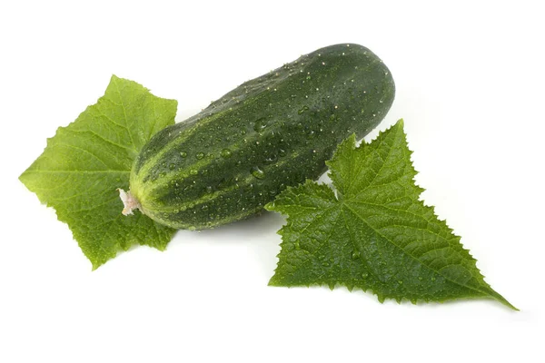 Cucumbers White Background — Stock Photo, Image