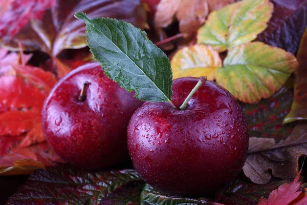 Zbliżenie Świeżych Dojrzałych Zbiorów Jabłek — Zdjęcie stockowe