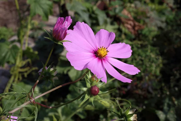 Närbild Fantastiska Blommande Blommor — Stockfoto