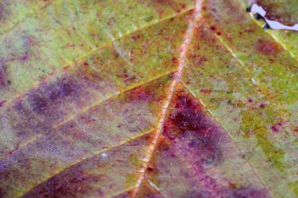 Закрыть Яркие Осенние Листья — стоковое фото