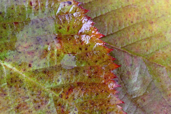 Macro Shot Feuilles Automne — Photo