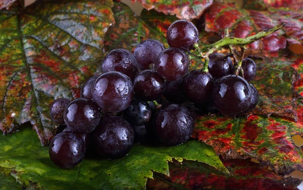 Close Uvas Maduras Frescas — Fotografia de Stock