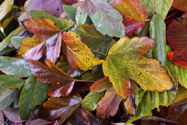 Gros Plan Des Feuilles Automne Contexte Texturé — Photo