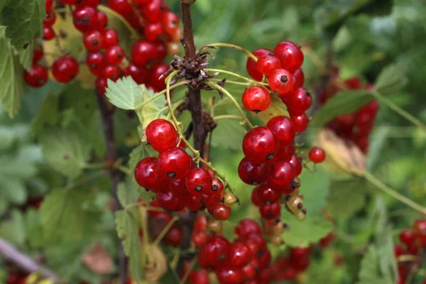 Close Ripe Fresh Currant Harvest — Stock Photo, Image