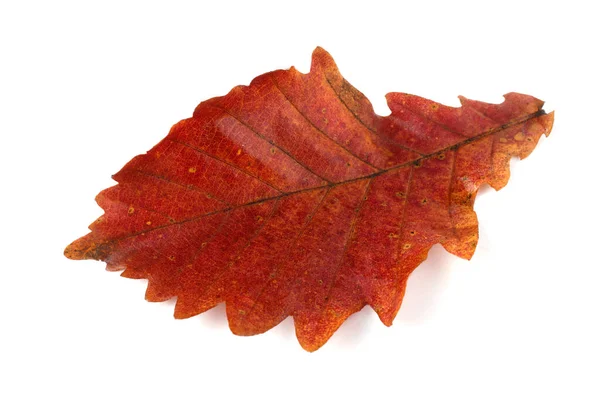 Otoño Roble Hojas Aisladas Sobre Fondo Blanco — Foto de Stock