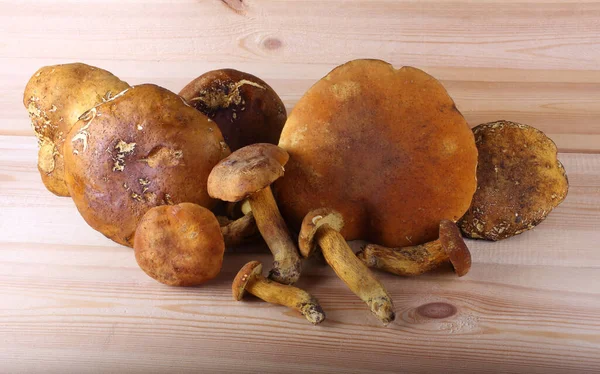 Boletus Edulis Champignons Isolés Sur Fond Blanc — Photo