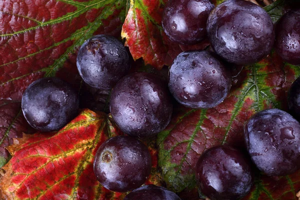 Raisins Frais Sur Les Feuilles Érable — Photo