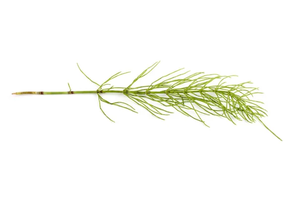 Horsetail Isolated White Background — Stock Photo, Image