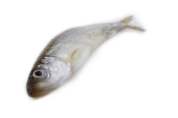 Asian Smelt Fish Isolated White — Stock Photo, Image