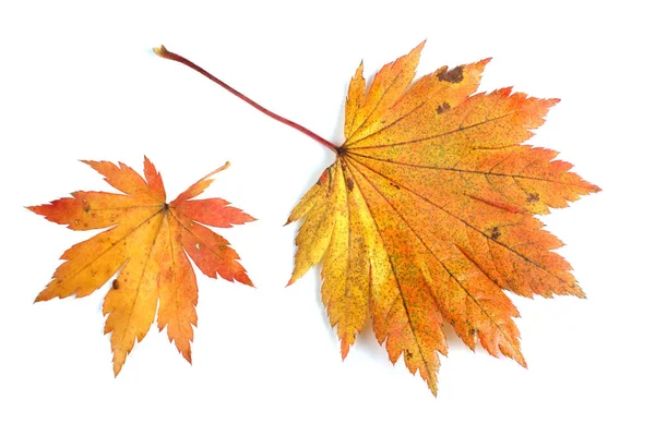 Feuilles Automne Isolées Sur Fond Blanc — Photo