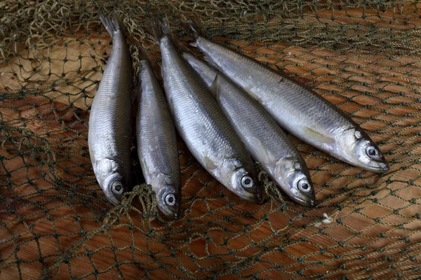 Derreter Peixes Rede Pacific Smelt Variedade Peixes — Fotografia de Stock