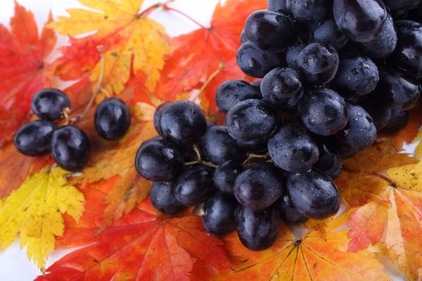 Fresh Grapes Maple Leaves — Stock Photo, Image