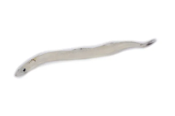 Żabnica Japońska Salangichthys Microdon — Zdjęcie stockowe