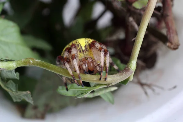 Marbled orb-weaver spider  on plant(Araneus marmoreus, pumpkin spider)