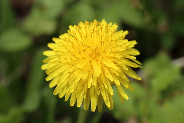 Nahaufnahme Der Erstaunlichen Blühenden Blume — Stockfoto