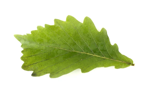 Foglie Quercia Autunno Isolato Sfondo Bianco — Foto Stock