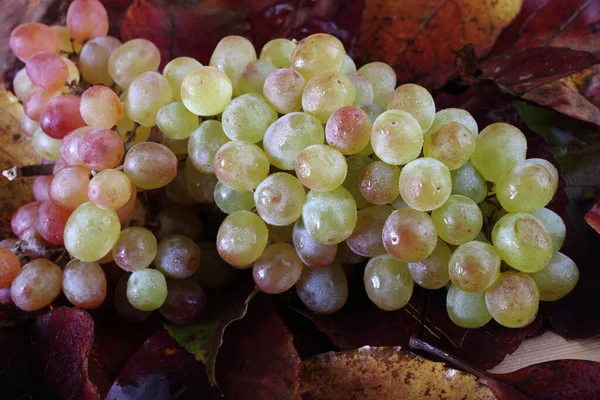 Raisin Sur Feuilles Automne — Photo