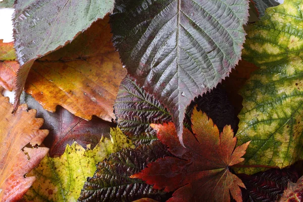 Close Van Gevallen Herfstbladeren — Stockfoto