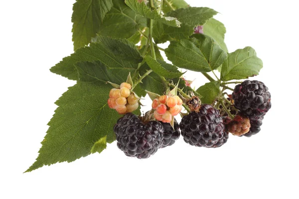 Grappolo Lamponi Neri Rubus Occidentalis — Foto Stock