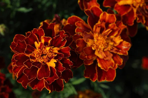 Gros Plan Des Fleurs Florissantes Étonnantes — Photo