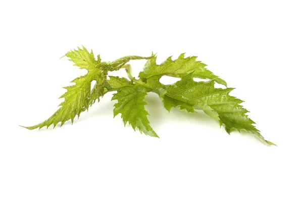 Japanische Weinbeere Weinhimbeere Weinbeere Taubeere Blatt Fernöstliche Delikatesse — Stockfoto