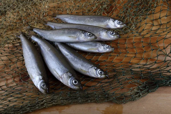 Stinkende Vissen Het Net Pacifische Visvariëteit — Stockfoto