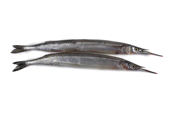 Garfish Aislado Blanco — Foto de Stock